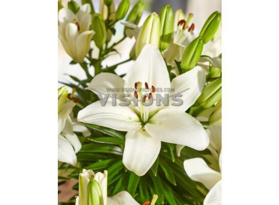 Lilia Asiatic White