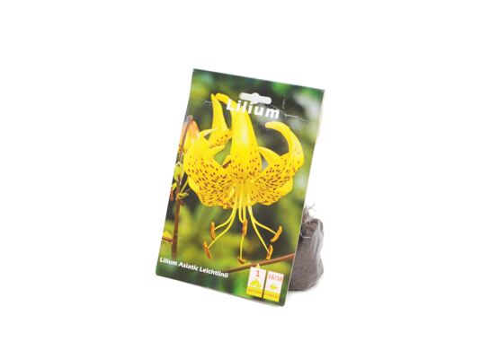 Lilia Asiatic Yellow