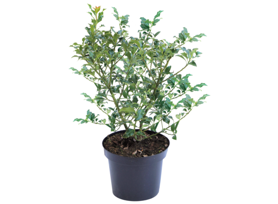 Ostrokrzew - mix odmian, wys.20-25 cm, don.3 l