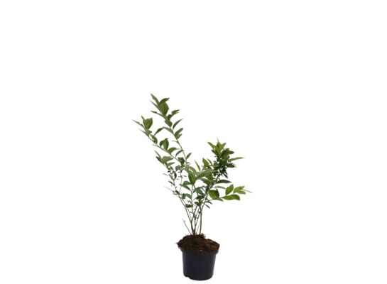 Borówka amerykańska wys. 50-70 cm don. 2 l