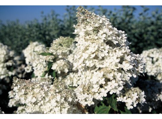 Hortensja bukietowa 30-50cm C2