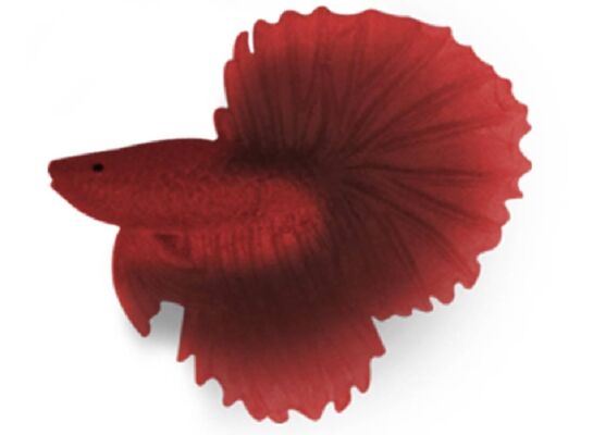 Ozdoba akwariowa bojownik czerwony happet