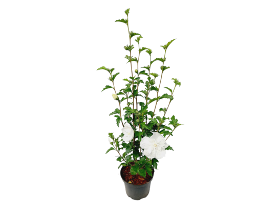 Hibiskus mix C2 wys. 30-40 cm