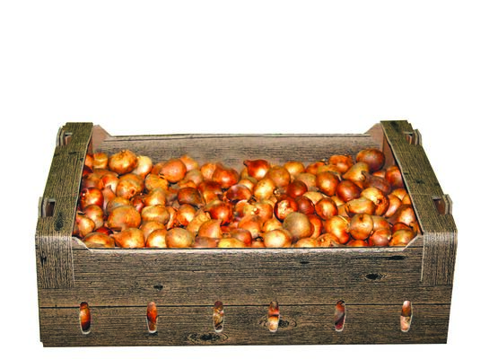 Narcyz żółty rozmiar 12/14 Vilmorin Garden