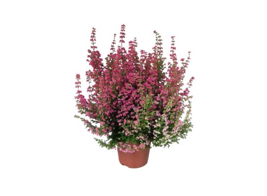 Wrzosiec delikatny Erica misterline mix kolorów