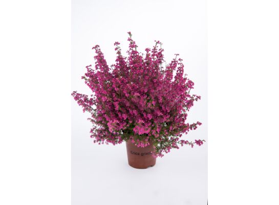 Wrzosiec doniczka 30 x 25 cm