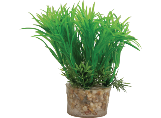 Roślina mała z zestawu nr 1 ZOLUX