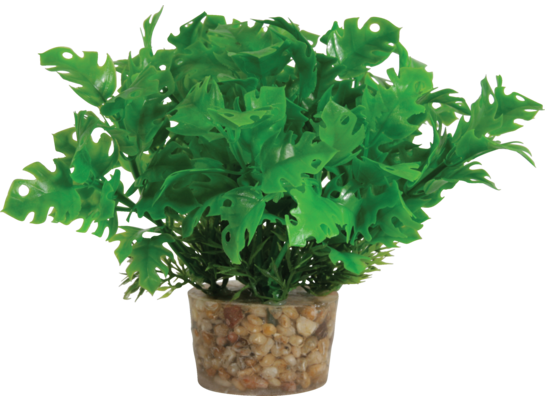 Roślina mała z zestawu nr 3 ZOLUX