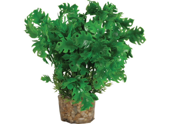 Roślina średnia z zestawu nr 1 ZOLUX