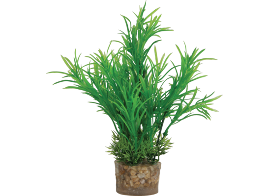 Roślina średnia z zestawu nr 2 ZOLUX