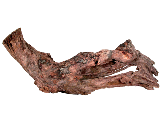 Korzeń Mangrowca 15 - 25 cm ZOLUX