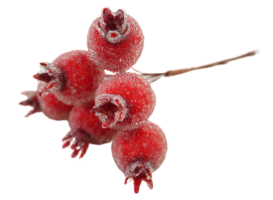 Dzika róża na druciku 12 cm