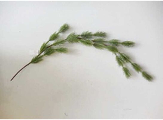 Gałązka ozdobna 81 cm