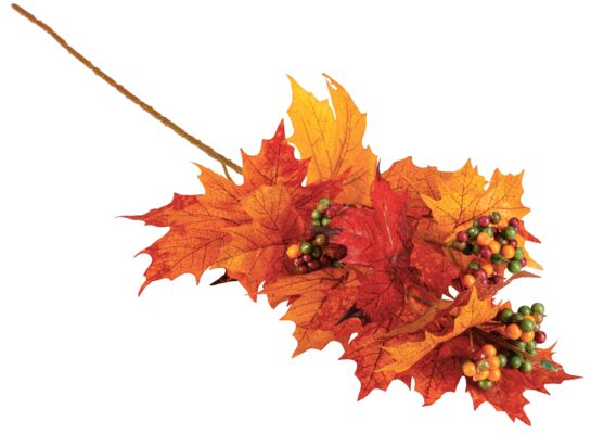 Bukiet jesienny liście klonu