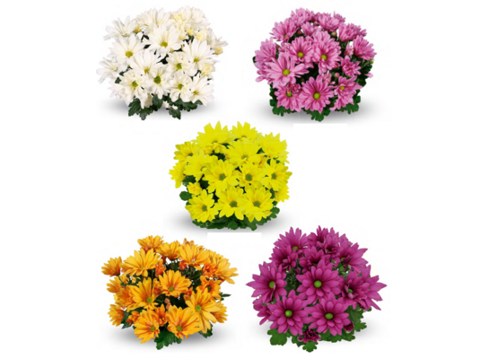 Chryzantema średniokwiatowa  17 cm