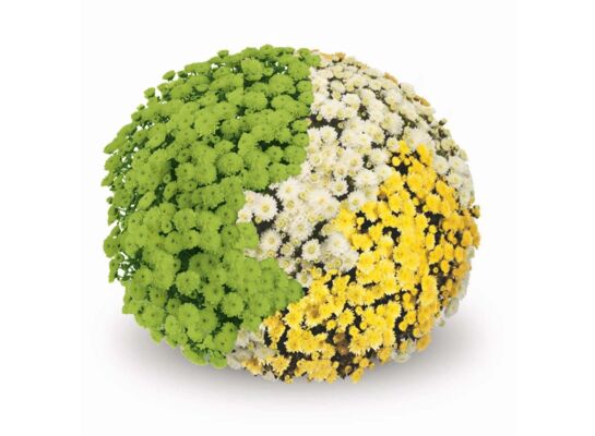 Chryzantema drobnokwiatowa 3 kolory 21 cm mix