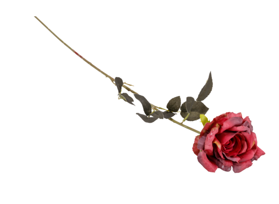 Róża mix kolorów 90 cm