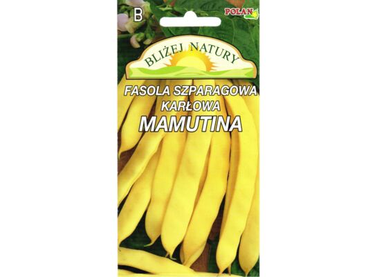 Fasola szparagowa karłowa żółta Mamutina 15 g POLAN
