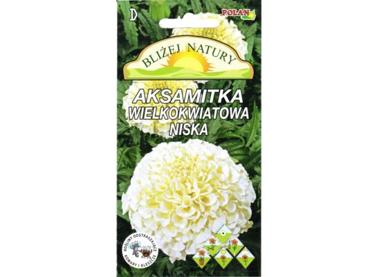 Aksamitka wielkokwiatowa niska biała 0,3 g POLAN