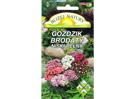 Goździk brodaty niski pełny mieszanka 0,3 g POLAN