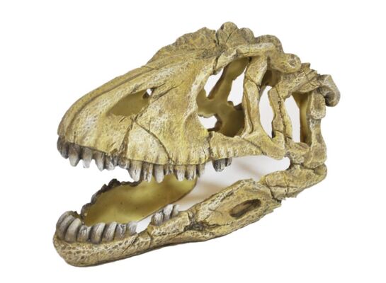 Ozdoba akwariowa U714 czaszka dinozaura happet