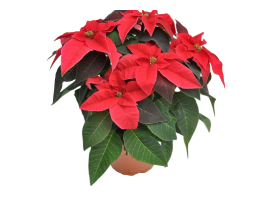 Poinsecja Princettia 3-4 pędowa don. 12 cm czerwona