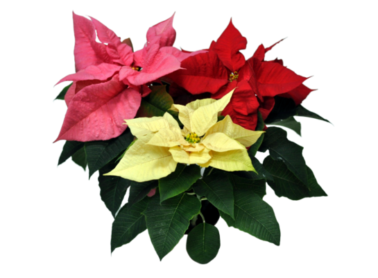 Poinsecja trójkolorowa