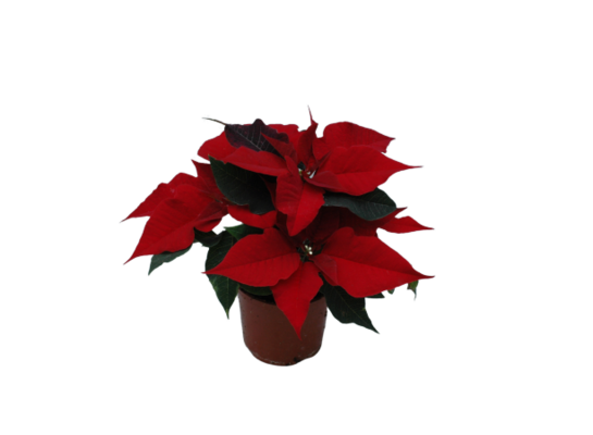 Poinsecja wielopędowa czerwona