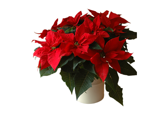 Poinsecja czerwona Maxi