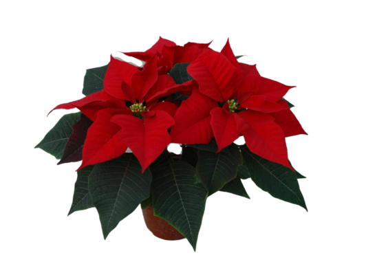 Poinsecja 3 pędowa czerwona
