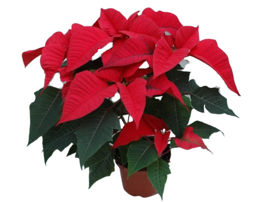 Poinsecja 4-6 pędowa don. 12 cm czerwona