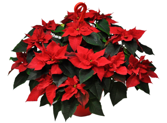 Poinsecja czerwona kosz