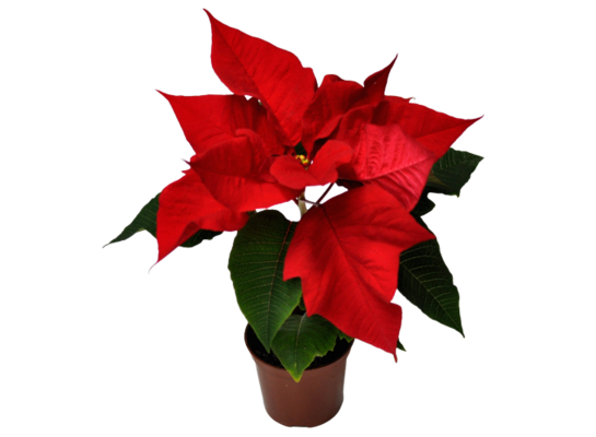Poinsecja 1 pędowa don. 10 cm czerwona