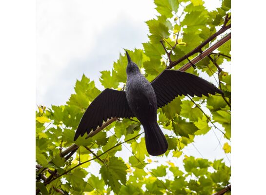Odstraszacz ptaków kruk lecący rozmiar naturalny Browin