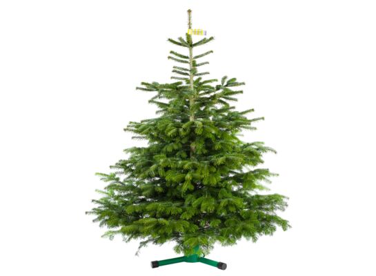 Jodła kaukaska cięta 175 - 200 cm