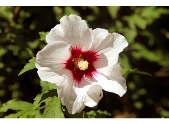 Kwitnący ogród non stop (hibiscus) wys. 30 cm don. P9/C1