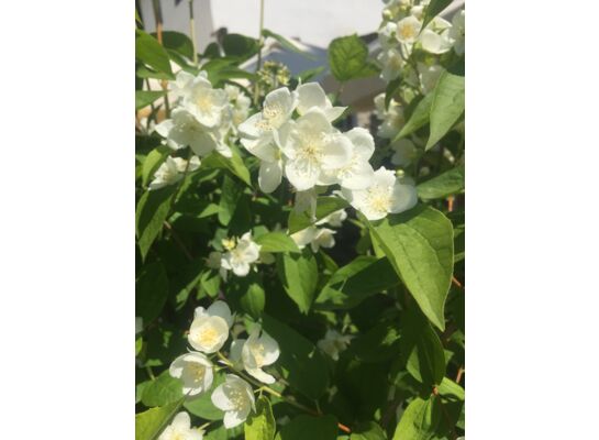 Kwitnący ogród non stop (jaśminowiec) P9/C1