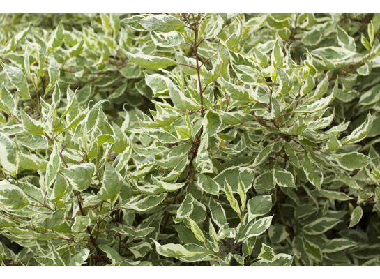 Dereń ozdobny P9/C1