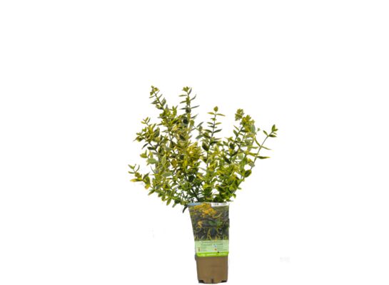 Trzmielina wys. 30-40 cm don. P9/C1