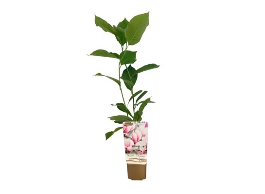 Magiczna Magnolia mix wys. 60 cm don. P9/C1