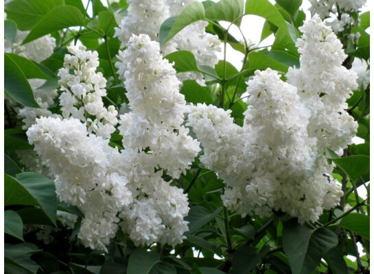 Kwitnący ogród non stop (bez lilak) wys. 30-50 cm don. P9/C1