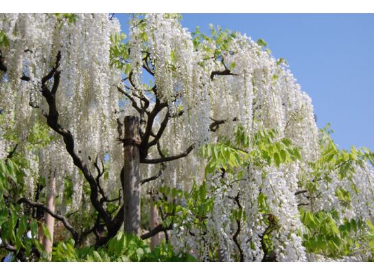Pnącza i krzewy świata (wisterie) wys. 30-50 cm don. P9/C1