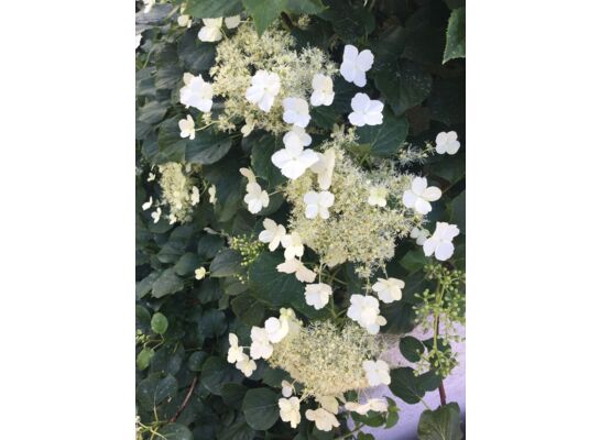 Pnącza i krzewy świata (hortensja) wys. 30-50 cm don. P9/C1