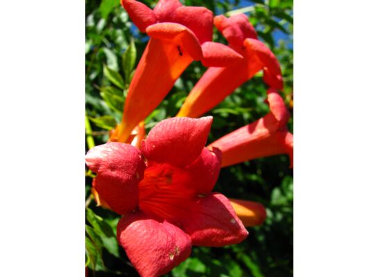 Pnącza i krzewy świata (milin) wys. 30-50 cm don. P9/C1