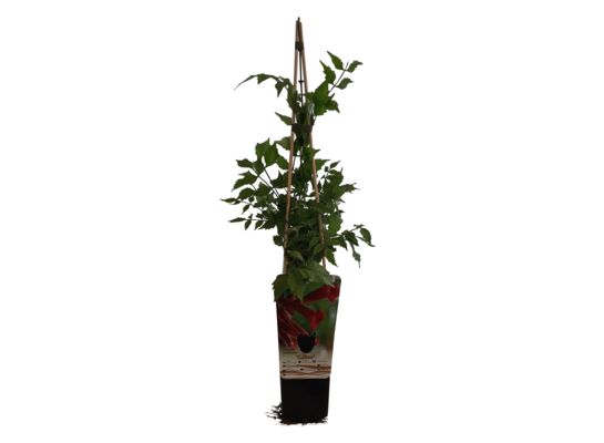 Pnącza Świata mix wys. 60 cm don. P9/C1