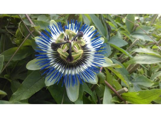 Pnącza i krzewy niezwykłe (passiflora) wys. 30-50 cm don. P9/C1