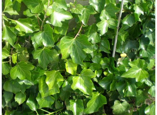 Bluszcz wys. 30-50 cm don. P9/C1 mix