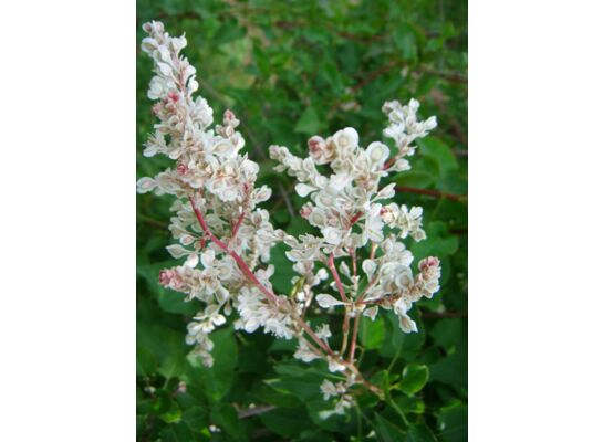 Pnącza i krzewy świata (rdest) P9/C1