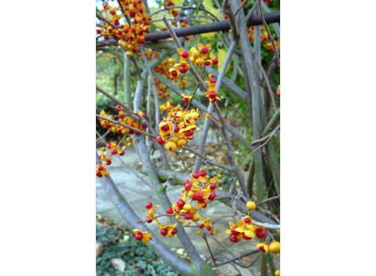 Pnącza i krzewy świata (dławisz) wys. 30-50 cm don. P9/C1