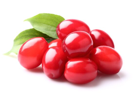 Balot Eko Owocowa Elita (dereń jadalny) wys. 30-40 cm